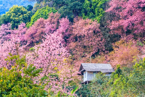 Alberi di ciliegio in fiore — Foto Stock