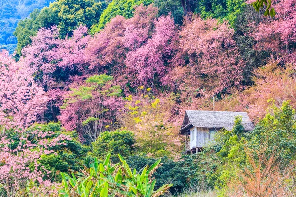 Çiçek açan kiraz ağaçları — Stok fotoğraf