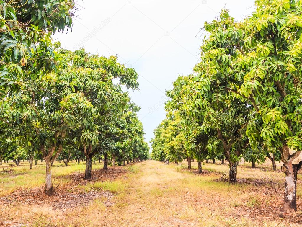 Mango fruits orchard