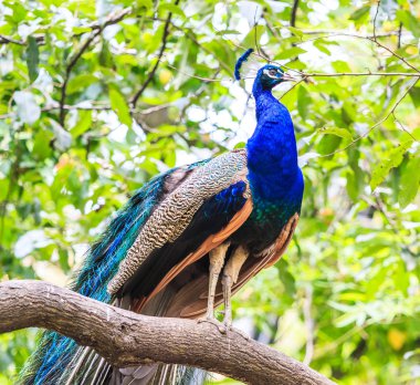 Tavus kuşu yabani kuş