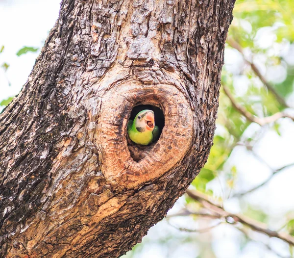 Red-breasted parkiet in Holte — Stockfoto