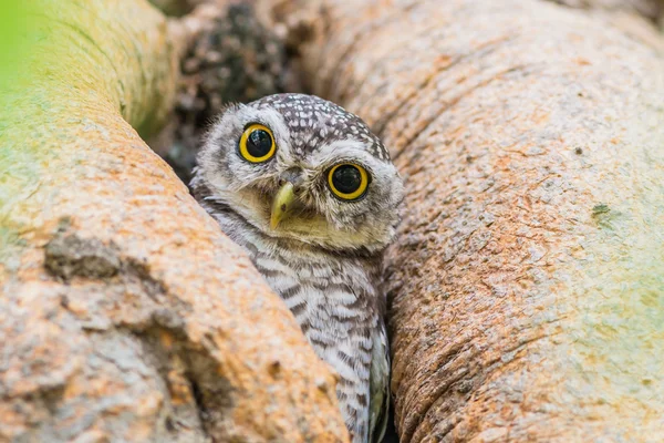 Hibou oiseau sur arbre — Photo