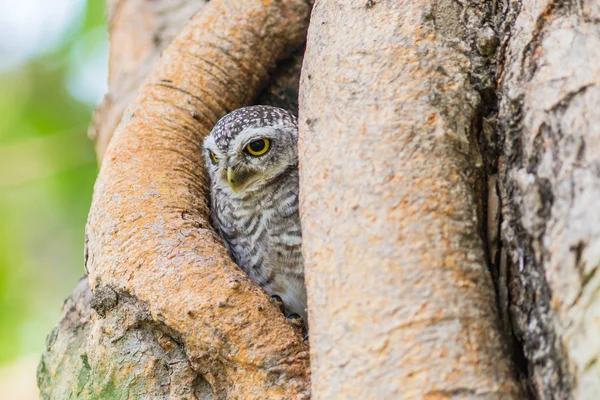 Uil vogel op boom — Stockfoto