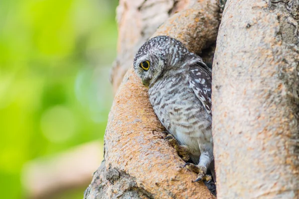 Uil vogel op boom — Stockfoto