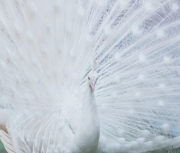 White albino Peacock — Stock Photo, Image