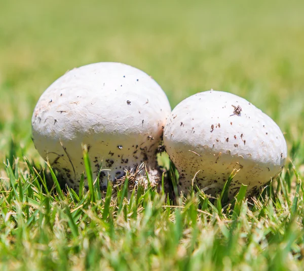 Cogumelos na grama verde — Fotografia de Stock