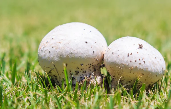 Cogumelos na grama verde — Fotografia de Stock