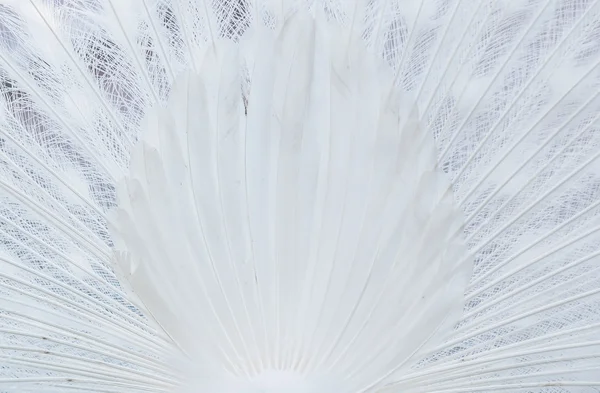 Witte albino peacock — Stockfoto