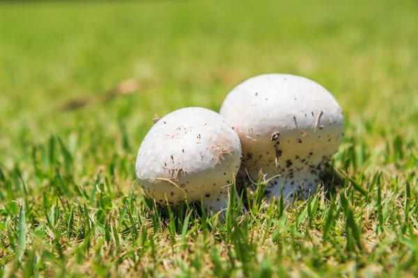 Pilze im grünen Gras — Stockfoto