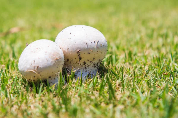Mushrooms in green grass — Stock Photo, Image