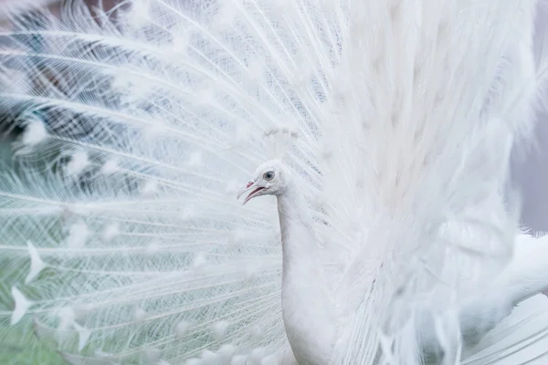 White albino Peacock — Stock Photo, Image