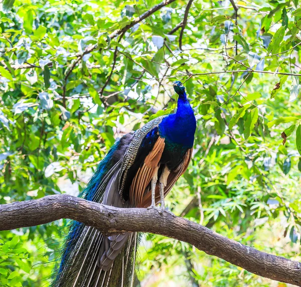 Peacock wild bird — Stock Photo, Image