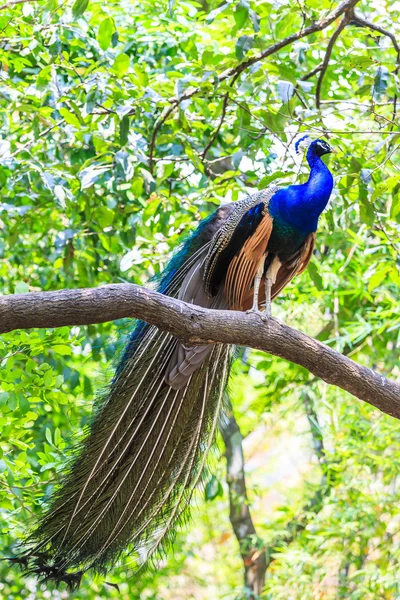 Pavão pássaro selvagem — Fotografia de Stock