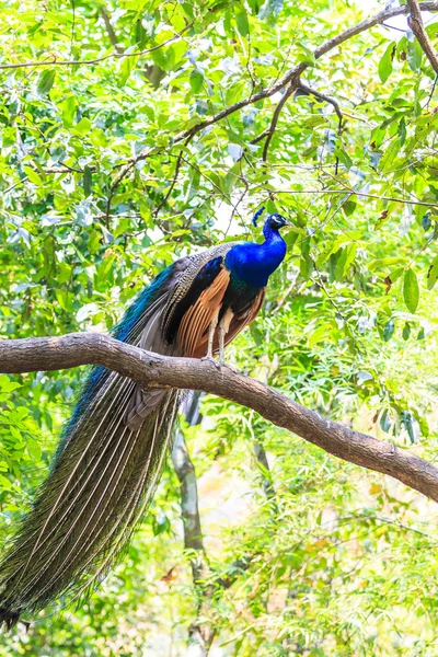 Pavão pássaro selvagem — Fotografia de Stock