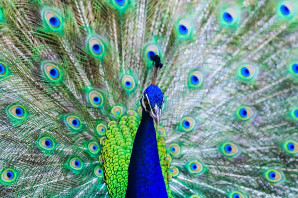 Dzikiego ptaka Peacock — Zdjęcie stockowe