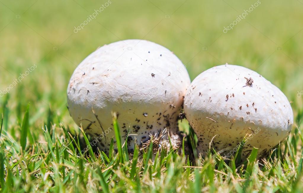 Mushrooms In Green Grass Stock Photo C Deerphoto 98112332
