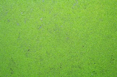 Suda yaşayan yabani ot arka plan