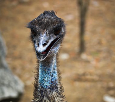 emu bird in zoo clipart