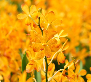 çiçek açan orkide çiçekler