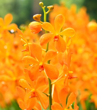 çiçek açan orkide çiçekler