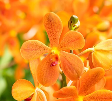 çiçek açan orkide çiçekler