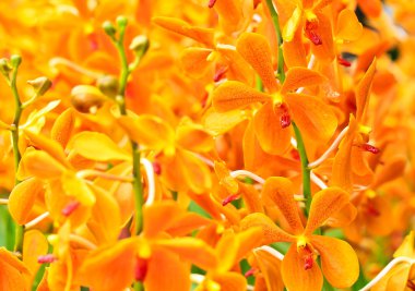 çiçek açan orkide çiçekler