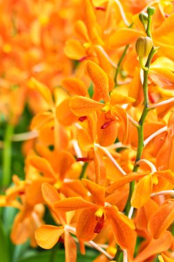 çiçek açan orkide çiçekler