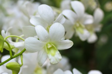 çiçek açan orkide çiçekler