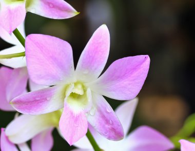 çiçek açan orkide çiçekler