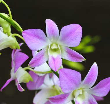 çiçek açan orkide çiçekler