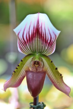 Orkide çiçek tomurcuk