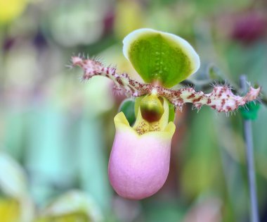 Orkide çiçek tomurcuk