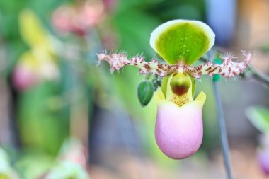 Orkide çiçek tomurcuk