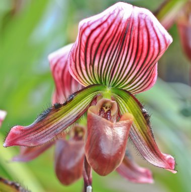 Orkide çiçek tomurcuk