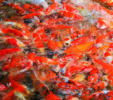 Sudaki koi balığı