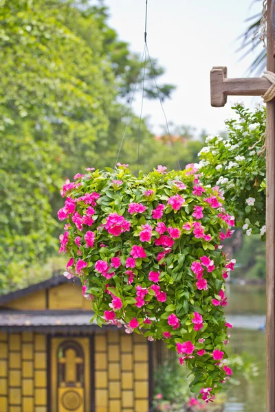 Bloei van tuin bloemen — Stockfoto