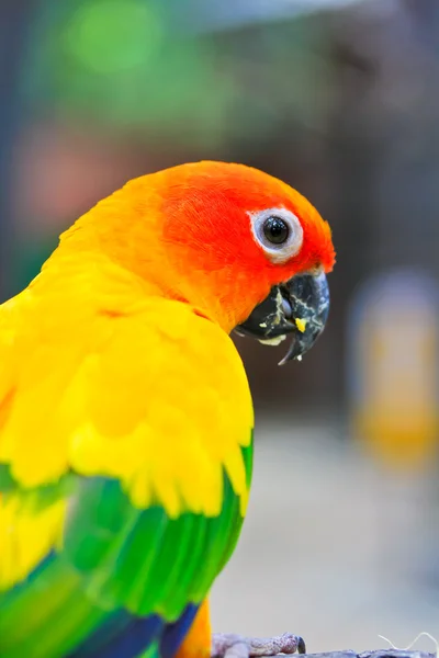 Aratinga solstitialis vogel — Stockfoto