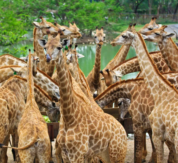 Wilde dieren van de Giraffe — Stockfoto