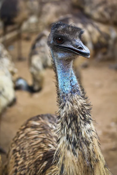 EMU dierentuin zangvogels — Stockfoto
