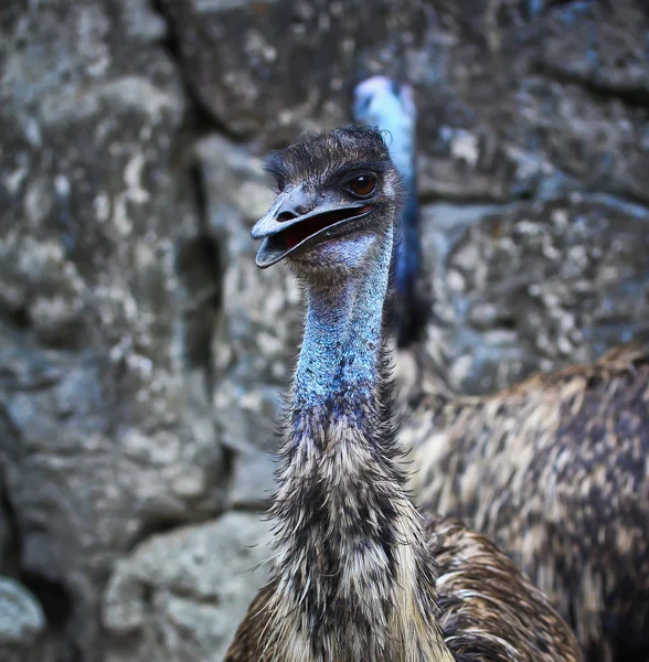 Emu ptak w zoo — Zdjęcie stockowe