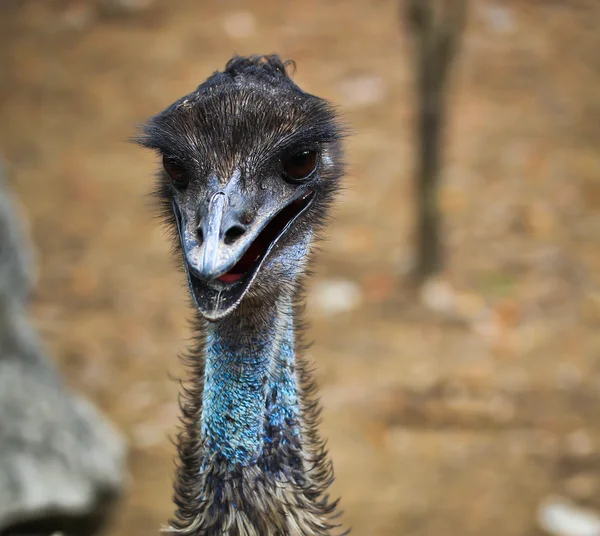 Emu pájaro en zoológico — Foto de Stock