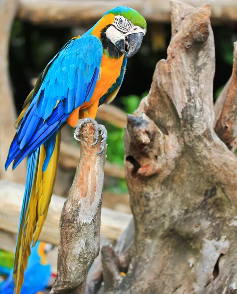 Kleurrijke Ara parrot — Stockfoto