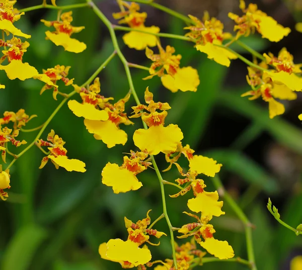 Flores de orquídeas florecientes — Foto de Stock