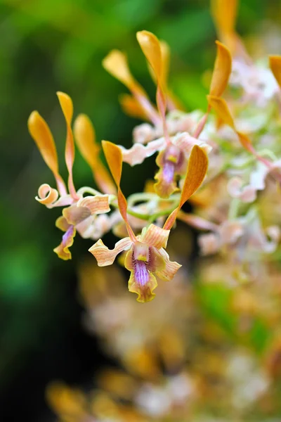 Цветущие цветы орхидей — стоковое фото