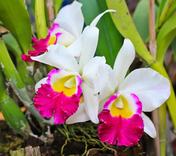 Blooming orchids flowers — Stock Photo, Image