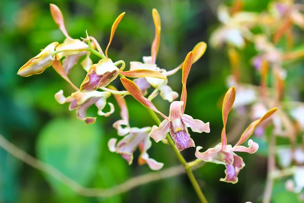Цветущие цветы орхидей — стоковое фото