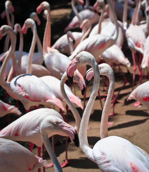 Flamingos aves selvagens — Fotografia de Stock