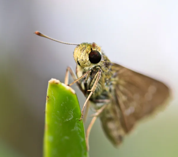 Motýl hmyz zblízka — Stock fotografie
