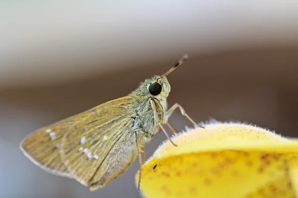 Inseto borboleta de perto — Fotografia de Stock