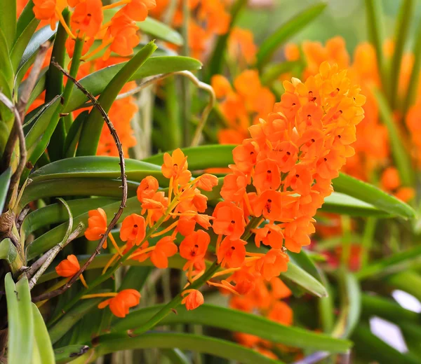 Flores de orquídeas florecientes — Foto de Stock